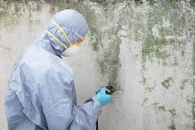 Littlerock, CA Mold Inspection Company